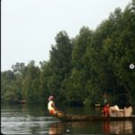 Take Action for Mangroves